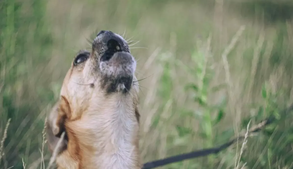 How To Stop A Dog Barking Petz