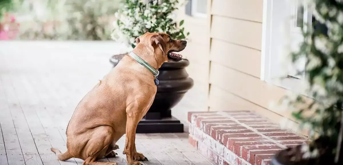 Jasmines Law The Fight To End 'No Pets' Clauses Petz