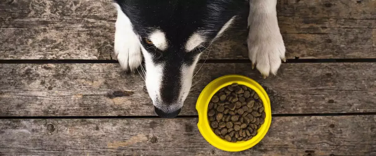 Guide To Raw Dog Food Diets Petz