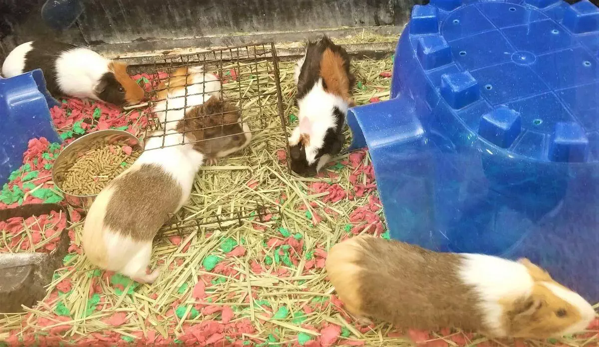 what-toys-do-guinea-pigs-like-to-play-with-petz