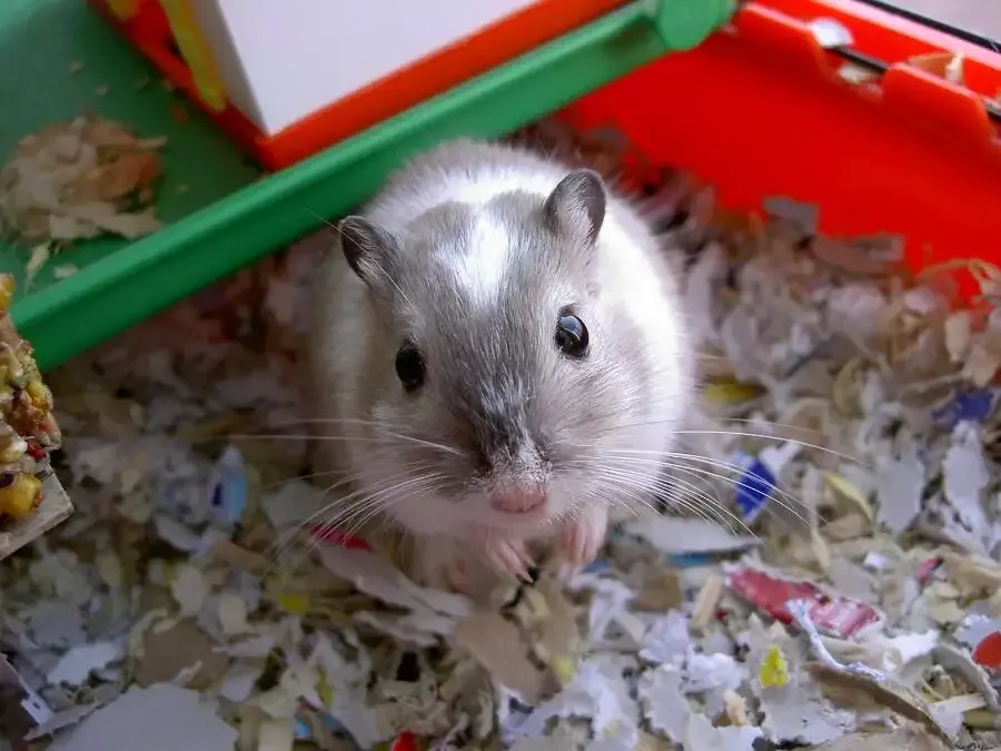 How Big Should a Gerbil Cage Be? Petz
