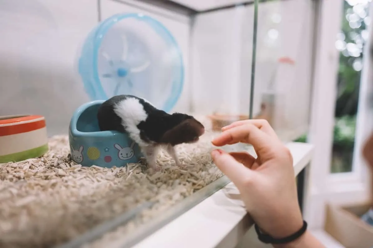 Best toys outlet for hamsters