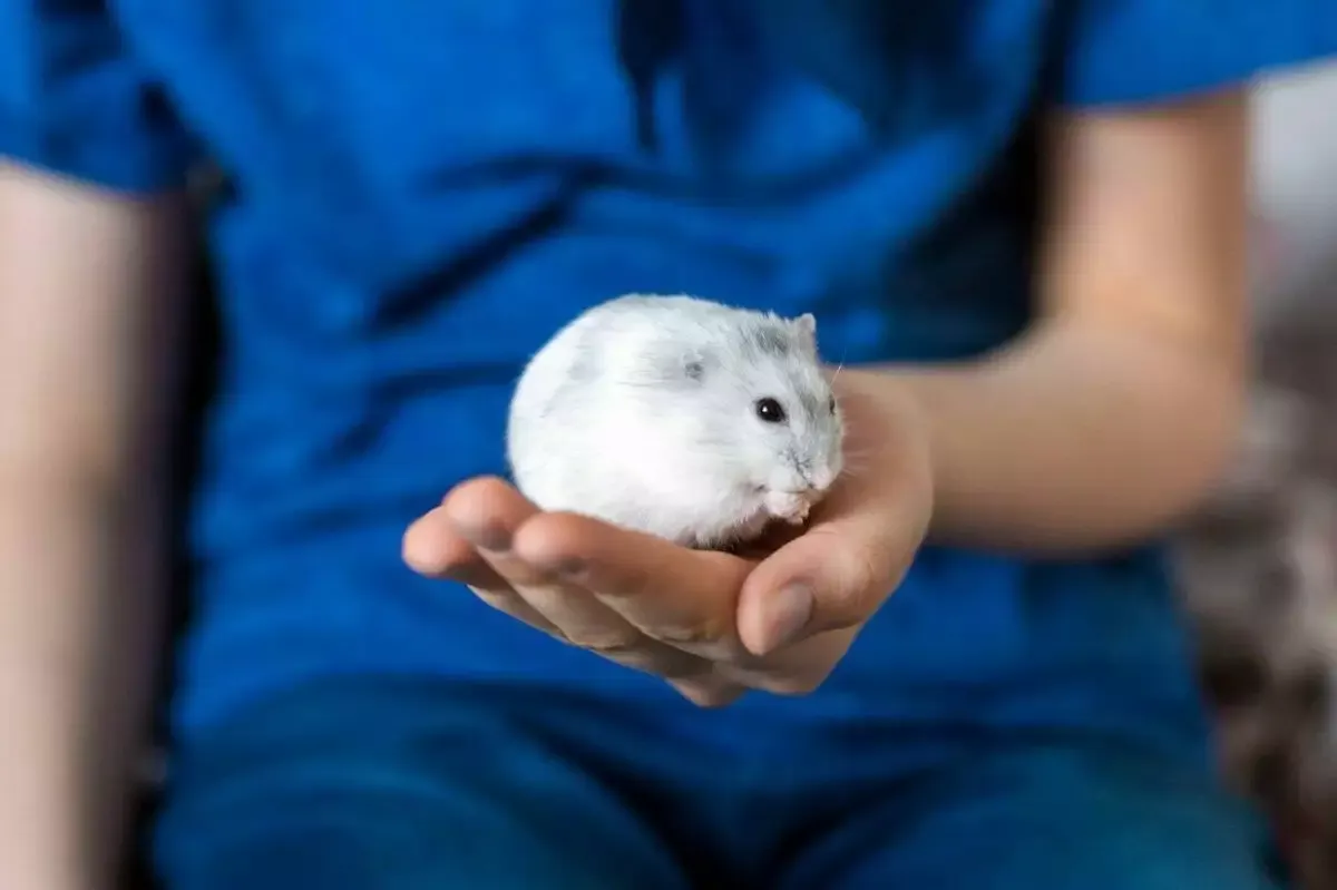 How Much Do Hamsters Cost? Petz