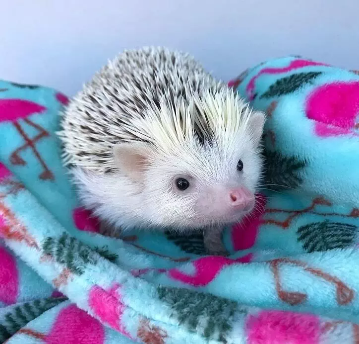 hedgehog in blanket