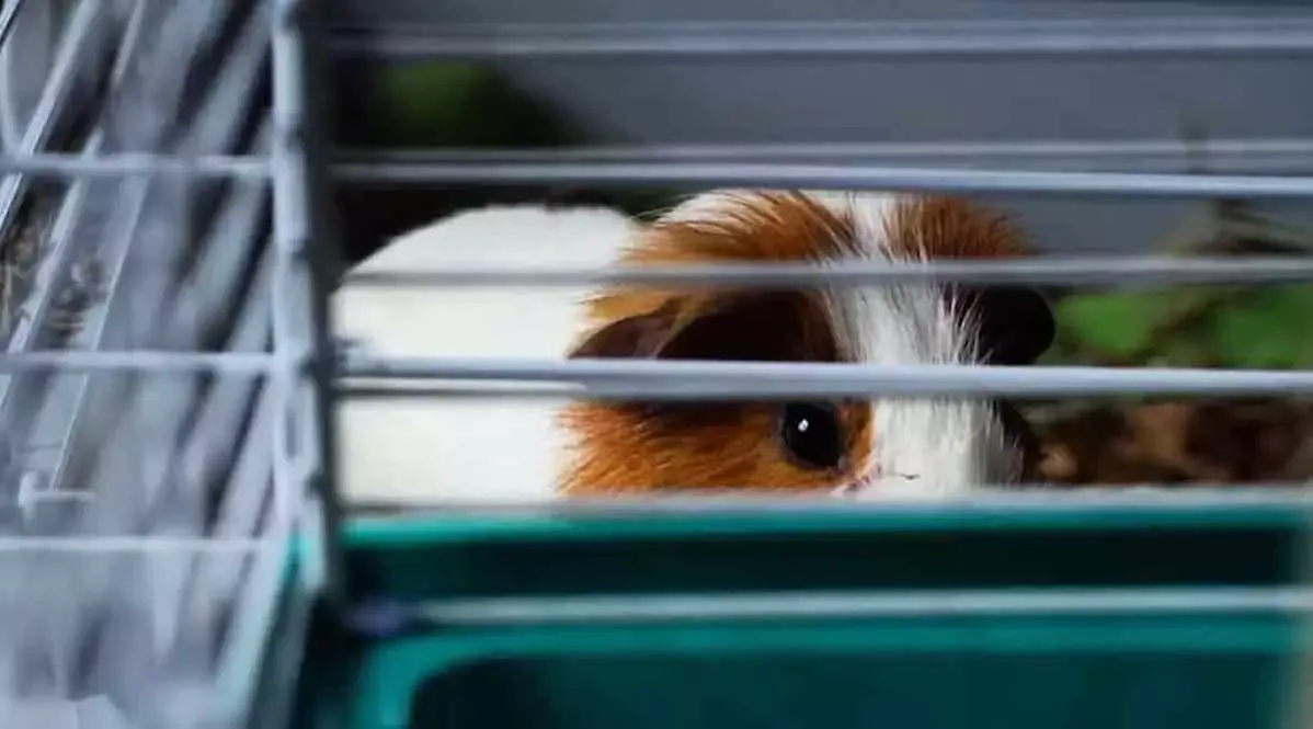How Big Should A Guinea Pig Cage Be? Petz