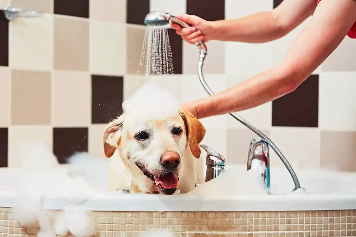 How Often Should You Wash Your Dog? Petz