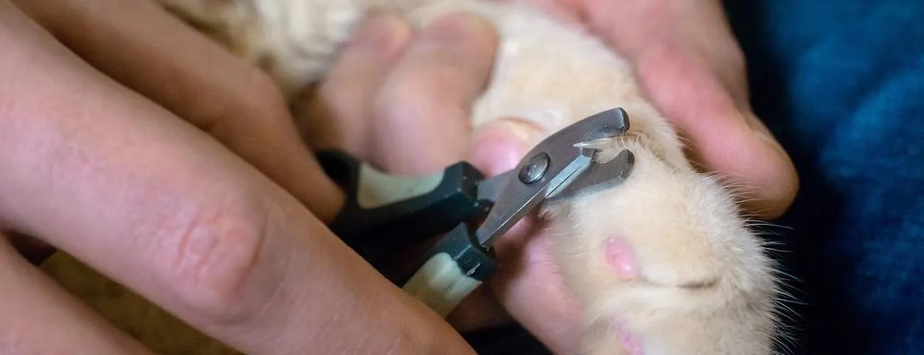 How To Trim A Cat s Claws Petz